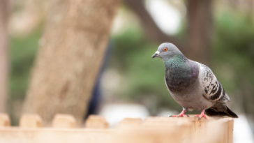 pigeon standing on a fence