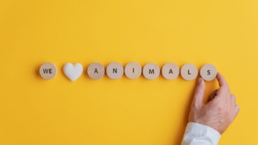 we love animals written on wooden blocks with a yellow background